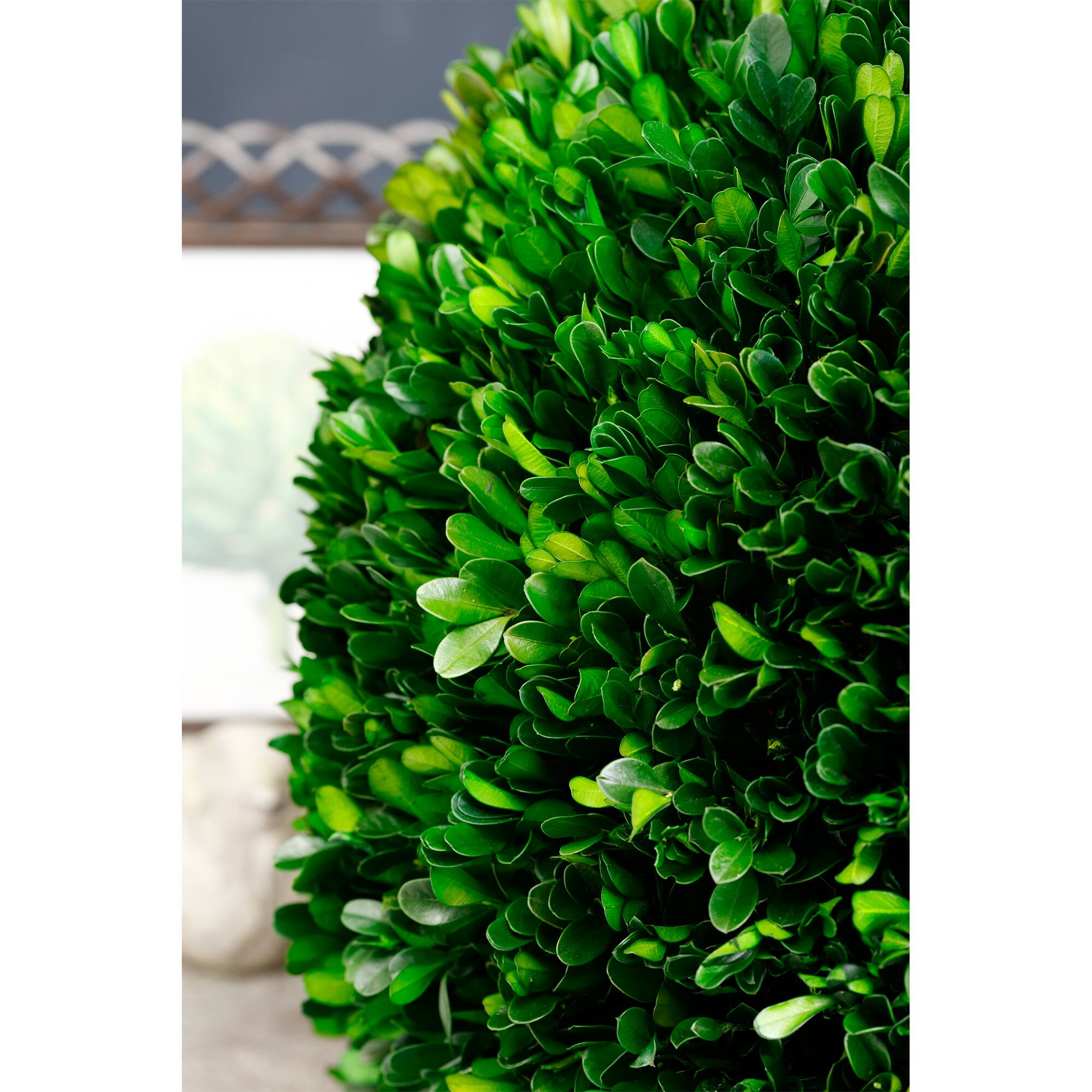 17" Preserved Boxwood Ball